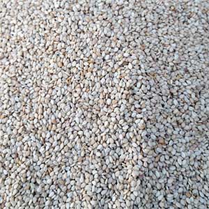 Ethiopian Humera Sesame Seeds
