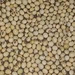 Ethiopian Soybeans