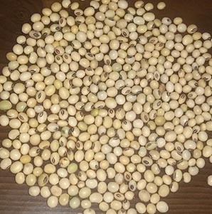Ethiopian Soybeans