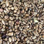 Ethiopian Pinto Beans