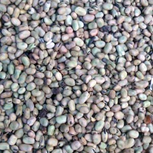 Ethiopian fava beans