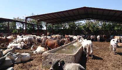 Mature investment project East Africa